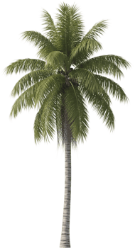 A full view of a coconut palm tree. png
