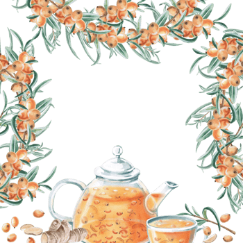 Square frame of sea buckthorn branches and teapot with sea buckthorn tea. Isolated watercolor illustration for tea menu design, signs, postcards, drink labels, poster printing. png