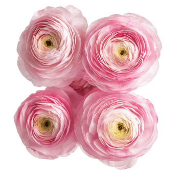 Delicate pink ranunculus hue with intricate multilayered petals, soft pastel blossoming against transparent backdrop png