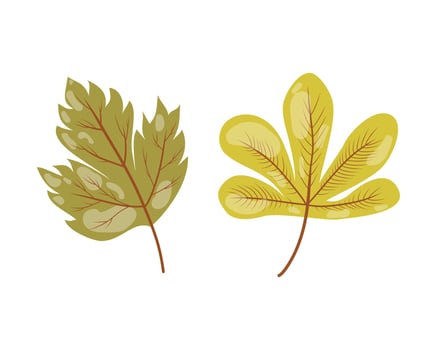 two green utumn leaves on white background, collection of foliage vector