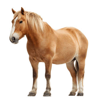 A chestnut colored draft horse standing proudly with a flowing mane isolated on transparent background png