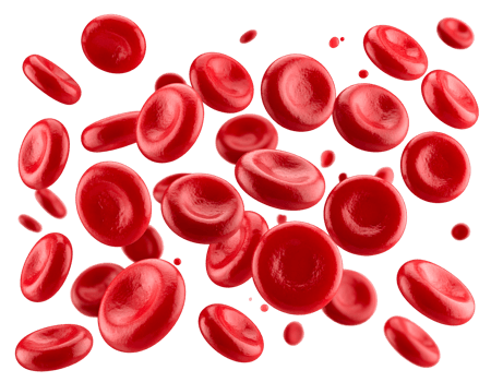 Microscopic red blood cells suspended in fluid, vital components of human circulatory health. png