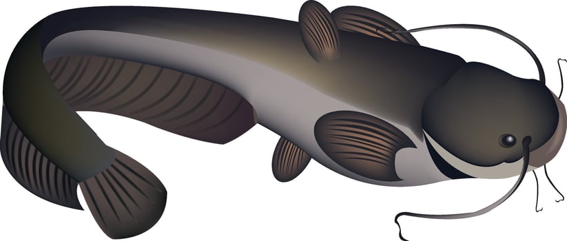 A catfish with a long tail and a long body vector