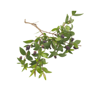 Branch with green leaves and dark berries on transparent background png