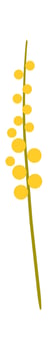 Yellow wildflower flat icon Beautiful flowers vector