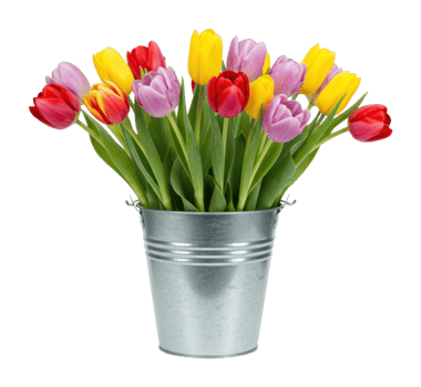 Vibrant tulip bouquet arrangement indoor setting floral photography bright colors close-up view nature's beauty png