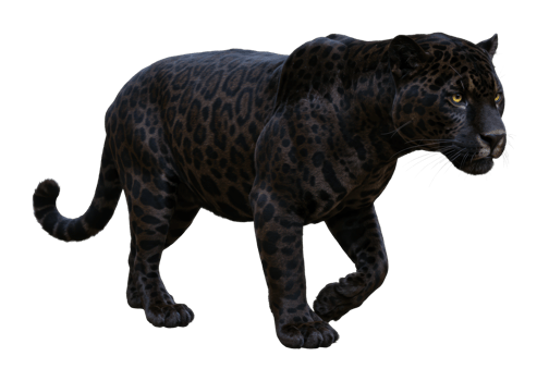 Majestic black panther walking through dense jungle animal photography wildlife natural habitat close-up view png
