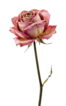 Dried rose still life studio setting floral art close-up nature's beauty png