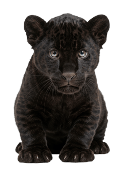 Playful black panther cub natural habitat cute animal portrait indoor environment close-up view png