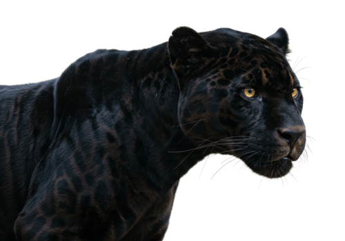 Majestic panther roaming in the wilderness animal portrait natural habitat close-up wildlife photography png