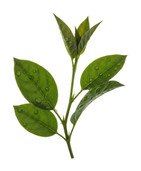 Nurturing green leaves of nature botanical setting macro photography fresh environment close-up view png