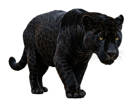 Majestic black panther roaming in the wild nature photography outdoor settings close-up view png
