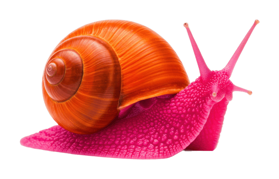 Colorful snail crawling on surface close-up natural environment macro photography perspective png