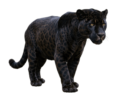 Majestic black panther walking tropical forest wildlife photography natural habitat close-up animal behavior png