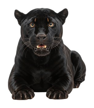 Majestic black panther lying in wait nature reserve wildlife photography serengeti close-up view predator png