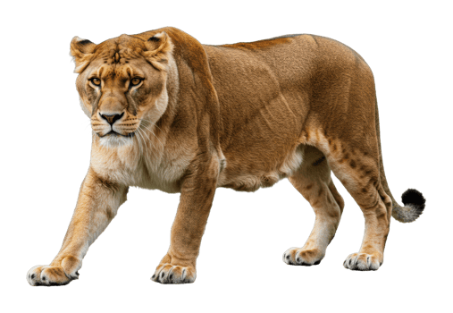 Majestic lioness walking gracefully in the wild animal photography natural habitat close-up view png