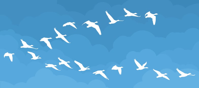 Flight of birds in the sky. vector