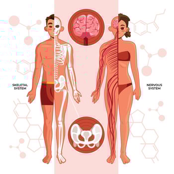 Skeletal and nervous system illustration vector