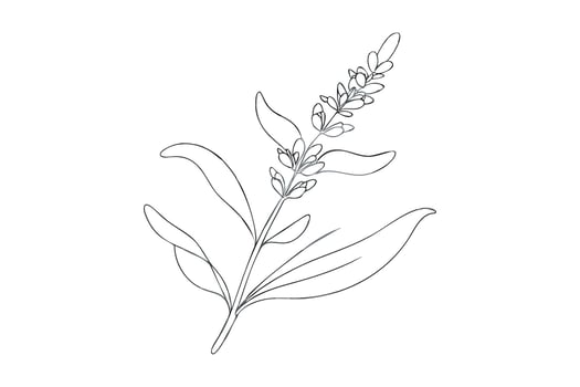 Simple Lavender Flower Line Art on White Background vector