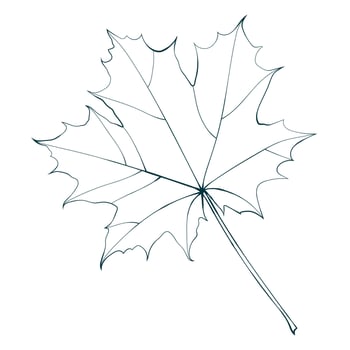 Hand-drawn linear maple leaf isolated on white background. Sketch line style illustration. vector