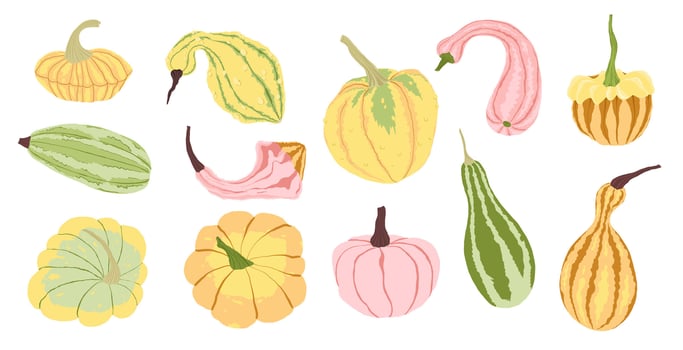 Colorful gourds and squash display vector