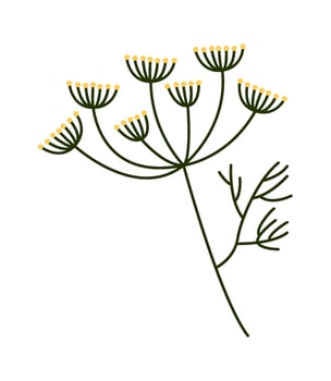 Fragrant dill flower flat icon Green herb Agriculture vector