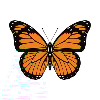 Monarch Butterfly Illustration with Orange and Black Wing Pattern. vector