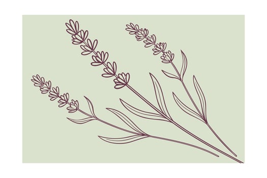 Monoline lavender sprigs in dusty pink on pale green floral botanical vector