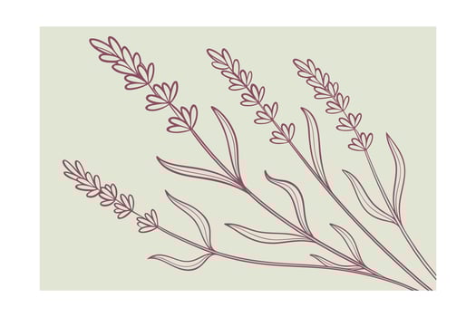 Monoline lavender sprigs in dusty pink on soft green floral botanical vector