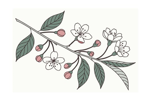 Delicate hand drawn illustration of cherry blossom branches with white flowers and pink buds vector