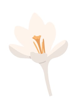 Bright white crocus spring-flowering plant flat icon vector