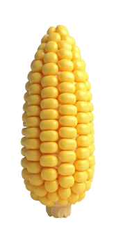 Delicious yellow corn cob looks appetizing and ready to eat png