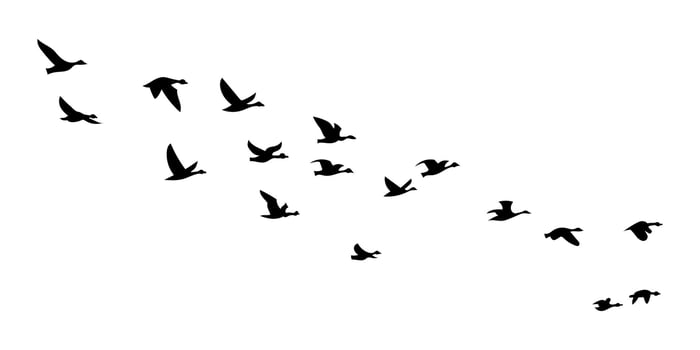 Flock of Birds in Flight Minimalist Black Silhouettes for Print vector