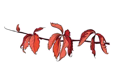 Red five-leaved ivy branch with autumn leaves illustration vector