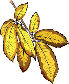 Yellow chestnut branch with autumn leaves vector