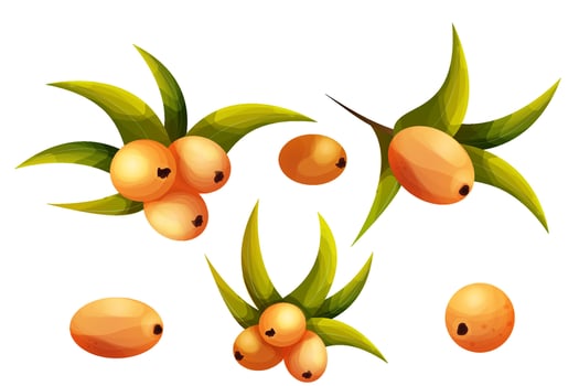 sea buckthorn with leaves in cartoon style, orange vitamine health berry on branch isolated on white background. vector