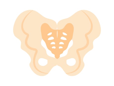 Pelvis bones flat icon Human anatomy vector