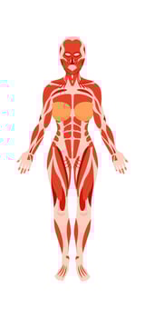 Human anatomy flat icon Muscles and body structure vector
