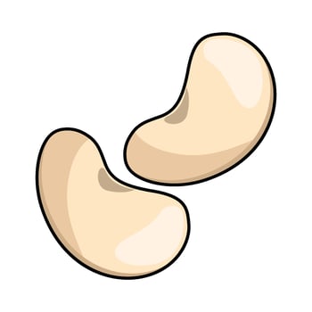 illustration of Cashew vector