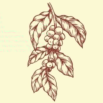Branch with coffee fruits. Illustration in vintage style. vector
