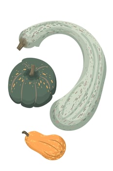 Cute autumn pumpkins, orange, green, and white, top and side view. Modern illustration, highlighted on a white background, hand-drawn, flat design vector