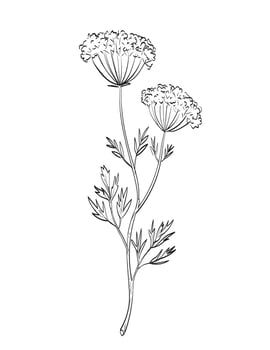 Anise or Pimpinella Anisum Flowering Plant Drawing vector