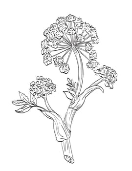 Angelica Archangelica or Wild Celery Flowering Plant Drawing vector