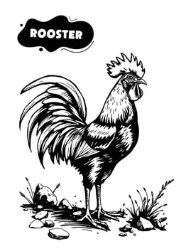 165 Rooster illustration model for coloring vector