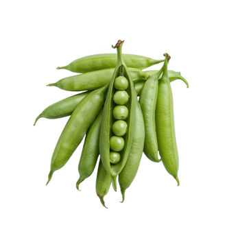 Pile of fresh green pea pods, with open pod showing peas on a transparent background png