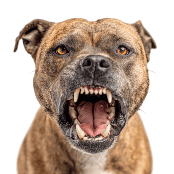 Close up of dog showing teeth with open mouth and tongue animal portrait of canine aggression png