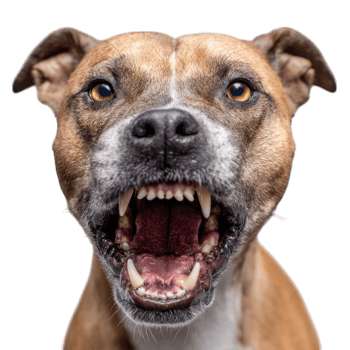 Close up portrait of a dog showing its teeth with mouth open in a threatening posture canine animal png