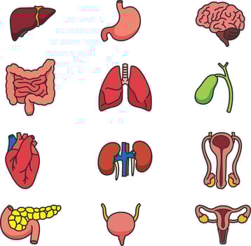 human organs illustration vector