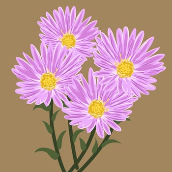 Pink aster flowers with green leaves vector