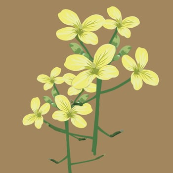 Yellow mustard flowers vector